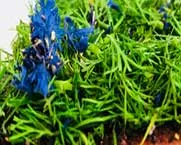 Premium Graved Lachs