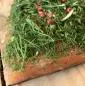 Preview: Graved salmon (marinated) "Alps Forest" with fresh dill and rosemary 1.1 kg