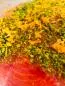 Preview: Gebeizte (Graved) Fjordforelle mit Gin, Pistazien und Orangenzesten ca 1 kg