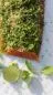 Preview: Lachs gebeizt mit Minze und Limette