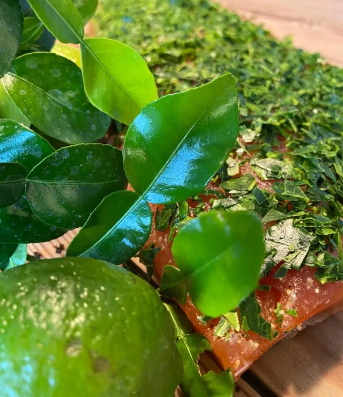 Graved salmon Kaffir lime leaves