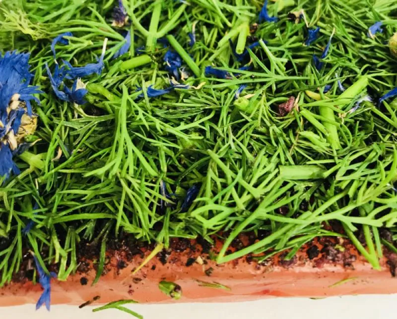 Graved Lachs Nordic Arctic – Premium Beize mit Aquavit & Dill