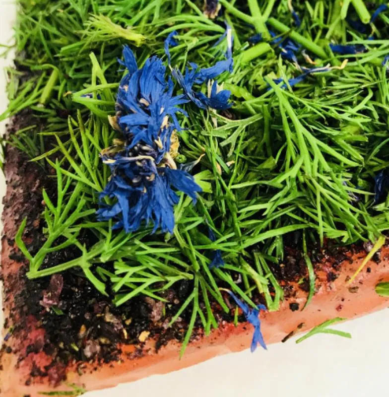 Graved salmon (pickled salmon) Nordic Arctic with aquavit, nordic spices , fresh dill and cornflower